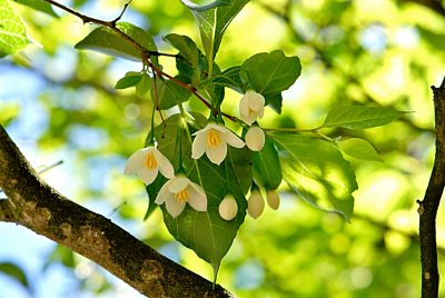 Styrax japonica - sturač japonský - květenství